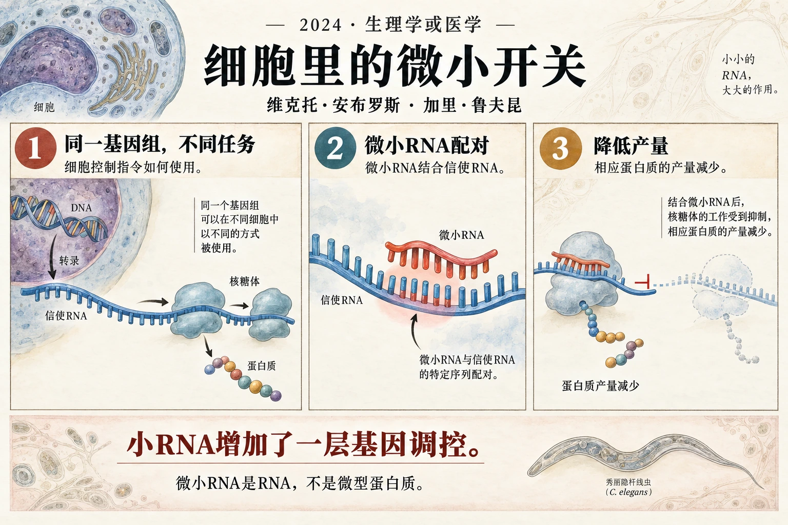 图解:细胞里的微小开关